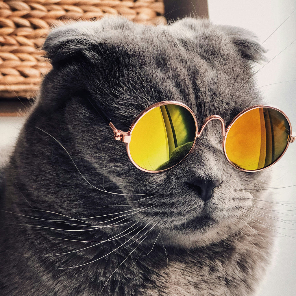SUNGLASSES